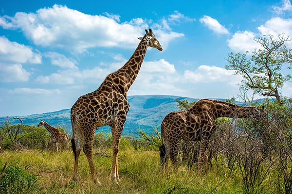 Girafes du parc Hluhluwe-umfolozi