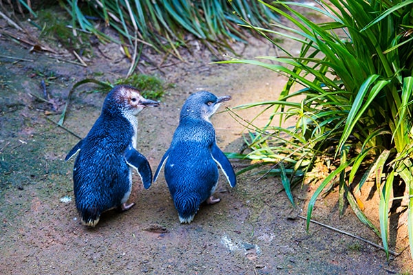 Pingouins sur Phillip Island