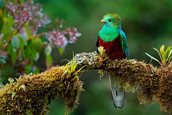 Quetzal au Costa Rica