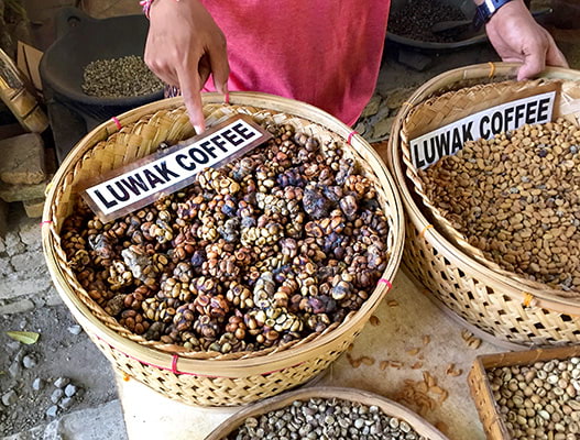 Graines de café Kopa Luwak
