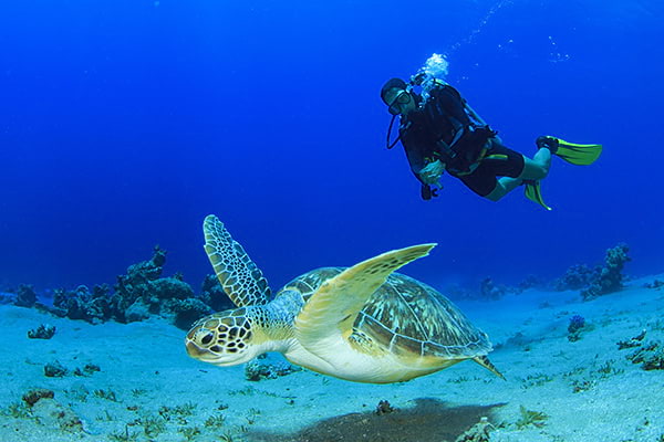 Plongeur et tortue aux Maldives