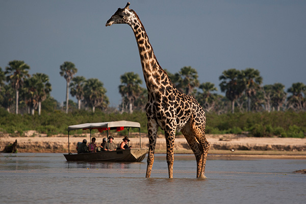 Girafe et touristes dans le parc de Selous