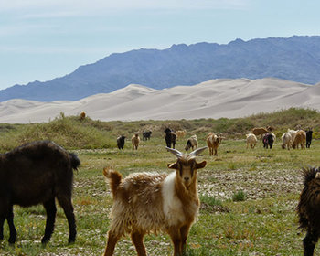 Quoi voir et que faire en Mongolie, dans la région du Petit Gobi ?