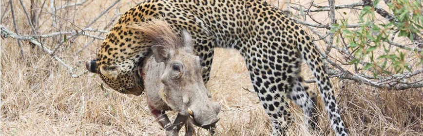 Le Parc national Kruger : le meilleur de la faune d'Afrique du sud