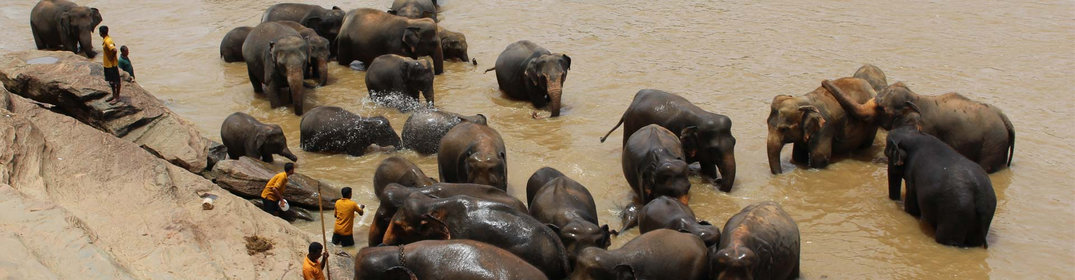 Voyage en famille au Sri Lanka : les conseils d'un expert