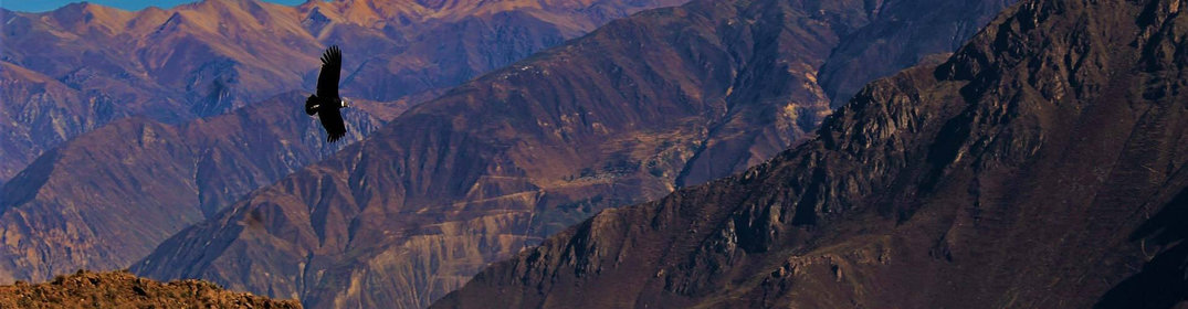 Balade au Canyon de Colca au Pérou