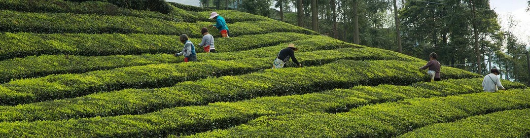 La tradition du thé au Vietnam, un véritable art de vivre !