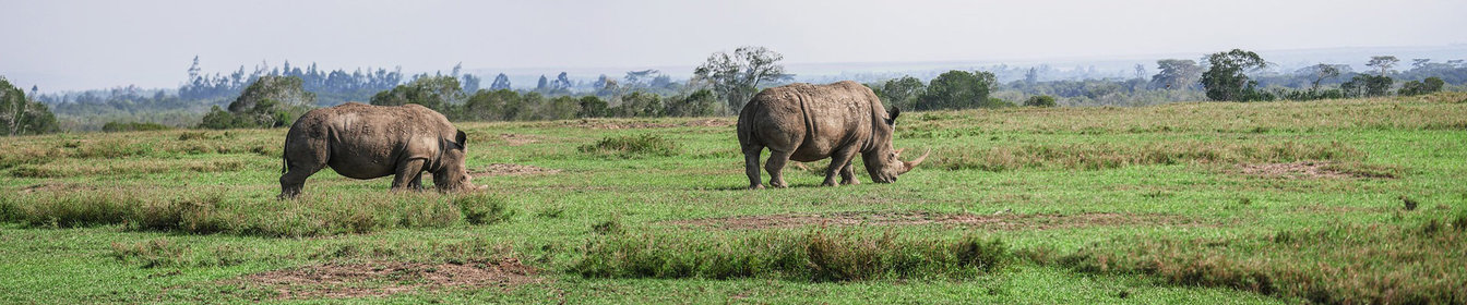 5 choses à savoir avant de partir pour un safari au Kenya