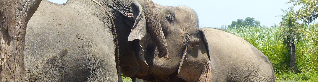 15 faits que vous ignoriez sur les éléphants en Thaïlande