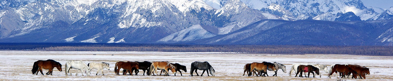 Partez célébrer Tsagaan Sar : le Nouvel An en Mongolie