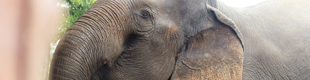 7 différences entre l'éléphant d'Asie et l'éléphant d'Afrique