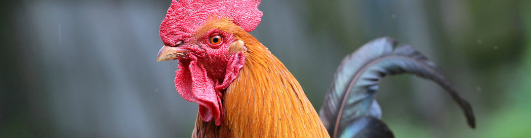 Les anecdotes liées au coq dans le monde