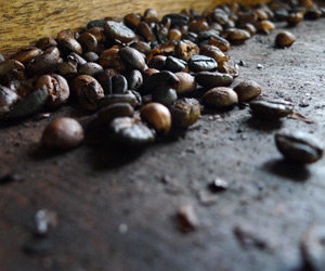 Kopi Luwak : le café le plus rare et cher au monde