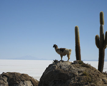 Salar d'Uyuni : le désert blanc bolivien