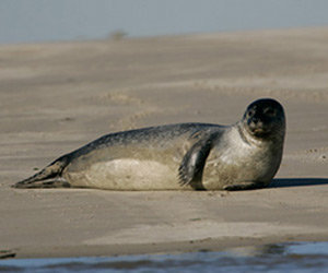 La baie de Somme : phoques gris et veaux marins