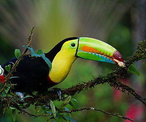 Les migrations animales au Costa Rica