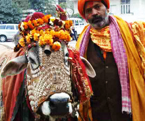 La vache sacrée en Inde, mère des Hindous
