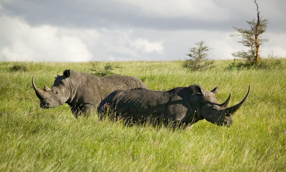 Rhinocéros noirs de le réserve de Lewa