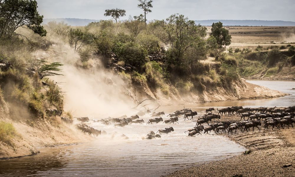 Migration d'animaux sur la rivière Mara