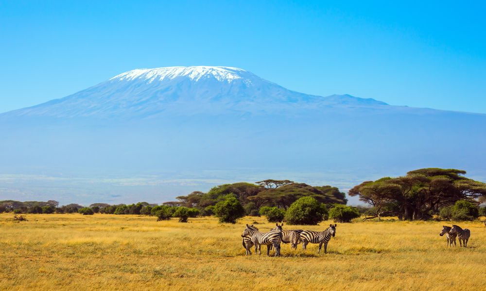 Zèbres dans le parc Amboseli