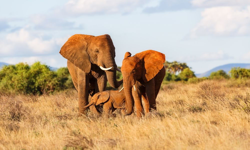 Elephants du parc de Samburu