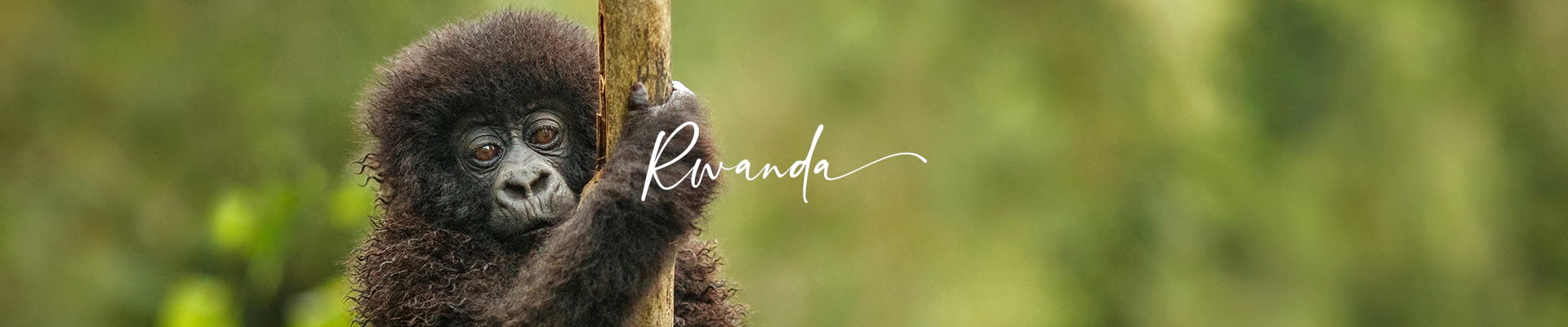 images/panos/desktop/rwanda