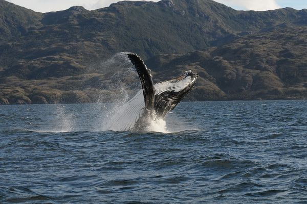 Sud Patagonie : sur la piste des baleines dans les fjords chiliens