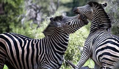 Bush & Beach : A travers la brousse d'Afrique du Sud