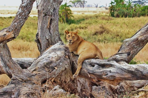 Safari en 7 jours : Kenya & Tanzanie