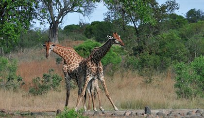Safari en famille en Afrique du Sud