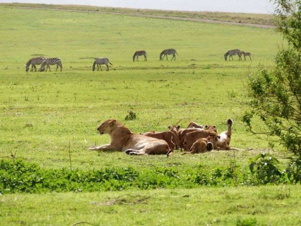 Une semaine détente & safaris en Tanzanie