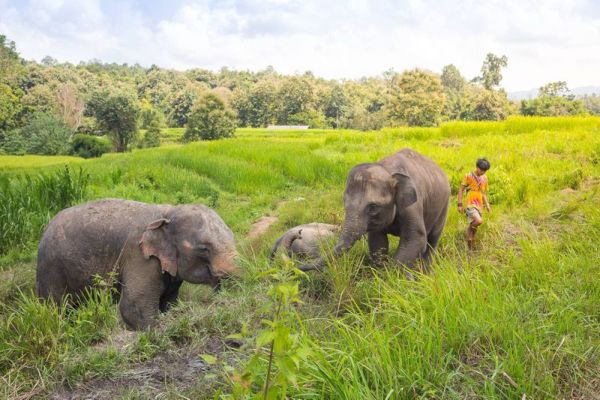 Trekking et éléphants à Chiang Mai
