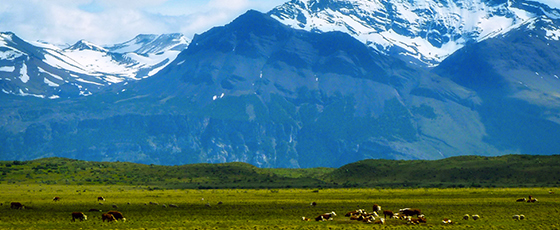 Rare au milieu des moutons et des alpagas andins, quelques élevages de vaches sont également présents en Patagonie