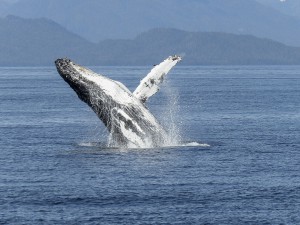 costa-rica-baleine