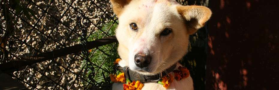 Les chiens recoivent friandises et bénédiction pendant la journée qui leur est consacrée durant les fêtes de Tihar
