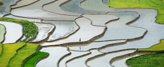 rizières en terrasses au Vietnam