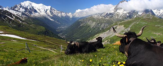 Pour profiter des conseils d'un expert local du Pays du Mont Blanc, suivez Pierrik, guide local, pour faire le tour du mont Blanc et passez un milieu des pâturages occupés par les vaches d'altitude