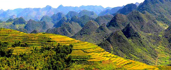 Montagne et vue sur les rizières en terrases, camaieu de jaune et vert