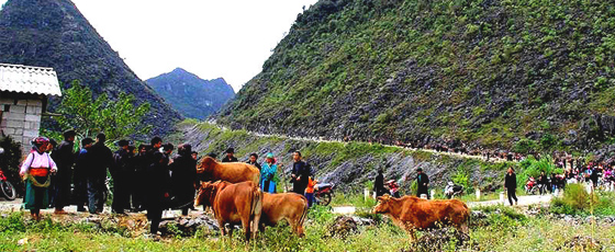 Ethnies du Nord Vietnam et vaches qui broutent l'herbe 