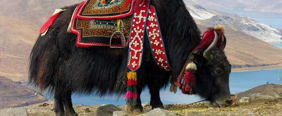 que faire dans la région du Yamdrok au Tibet