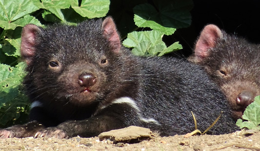 Petits devils pups tout mignon, on peut les voir grace aux safaris de Tasmanie Voyage
