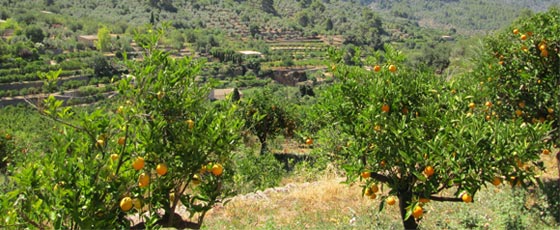 La région de Majorque est réputée pour sa culture orangère.