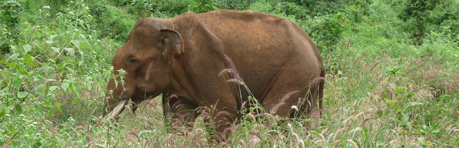 Voir des éléphants est une bonne raison de partir découvrir le Cambodge.