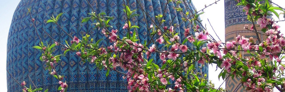 Magnolias en fleur en Ouzbékistan.