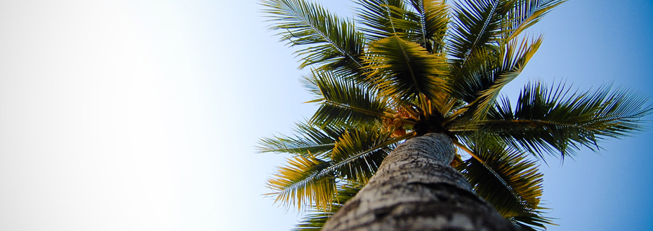 Le palmier sri lankais donne des coco orangées !