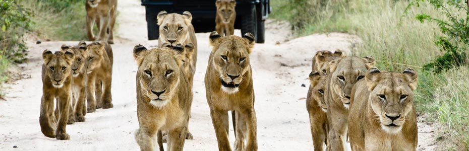 Lions au Parc National Kruger en Afrique du sud.