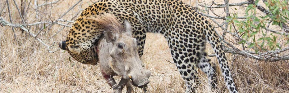 Un léopard à l'assaut d'un phacochère.