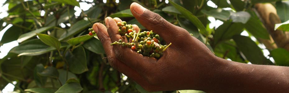 La culture du poivre de Penja au Cameroun.