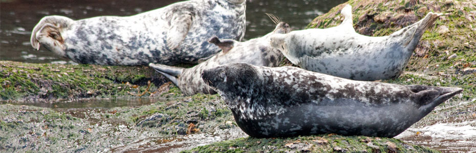 Les phoques sont facilement observables en Gaspésie, sur l'île de Bonnaventure.