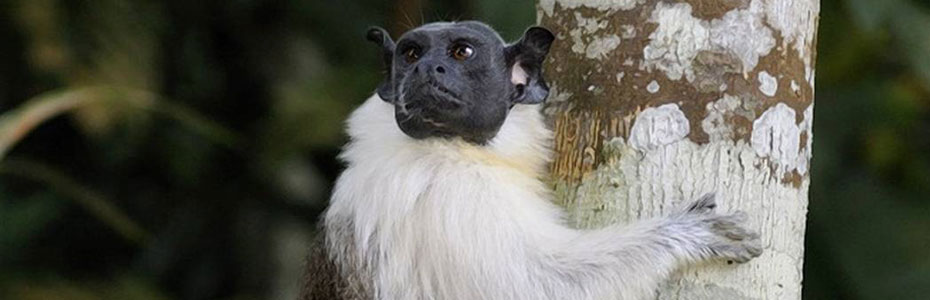 Espèce de singe en voie d'extinction au Brésil. 
